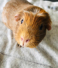 Load the image into the gallery viewer, pet cashmere Premium cosy blanket for pets made of wool and cashmere