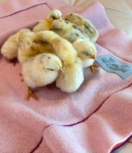 Load the image into the gallery viewer, pet cashmere Premium cosy blanket for pets made of wool and cashmere