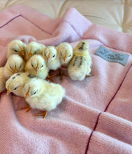 Load the image into the gallery viewer, pet cashmere Premium cosy blanket for pets made of wool and cashmere