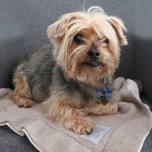 pet cashmere cashmere-wool mix blanket